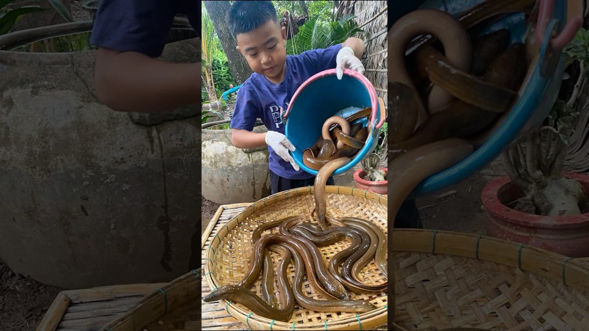 Yummy Eel cooking with country style