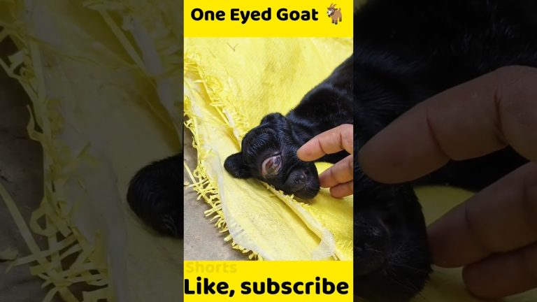 One Eyed Goat🐐 2024 #viral #wildlife #trending #shorts #like #animals #fish #subscribe #nature