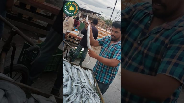 రిబ్బన్ ఫిష్ RIBBON FISH#fishing#seafood #vizagfishingharbour#fish#food#vizagport#seafoodrecipes