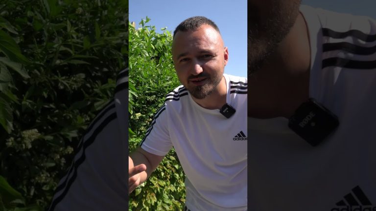 CEVAPCICI #food #mixmarkt