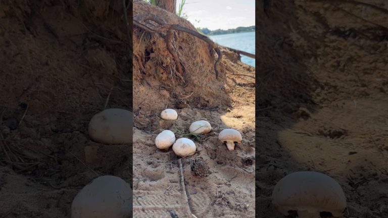 ГРИБЫ НА МАНГАЛЕ 🔥🔥🔥 #shorts #cooking