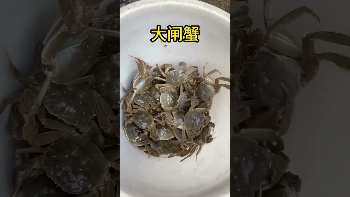 大闸蟹 #海鲜美食 #海鲜 #美食 #seafoodrecipes #chinaseafood #seafood