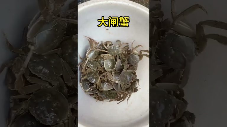 大闸蟹 #海鲜美食  #海鲜  #美食  #seafoodrecipes #chinaseafood #seafood