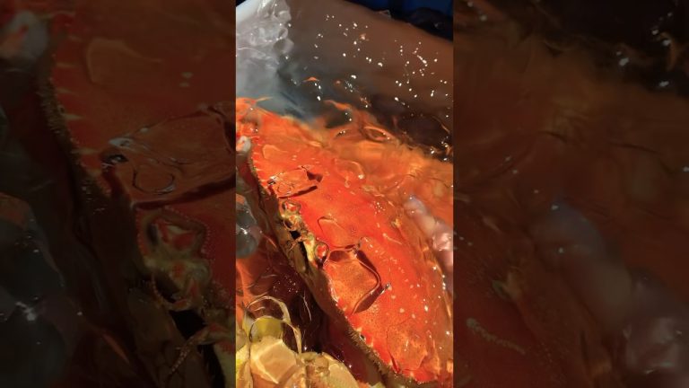 BIG CRAB!#dungenesscrab #pretty #crab #seafood #best #tackleshop #music #love #crabboil