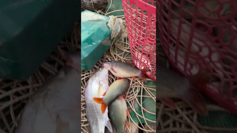 Pork fish #fishing #angkor #seafood #trout #seafoodrecipes #fish