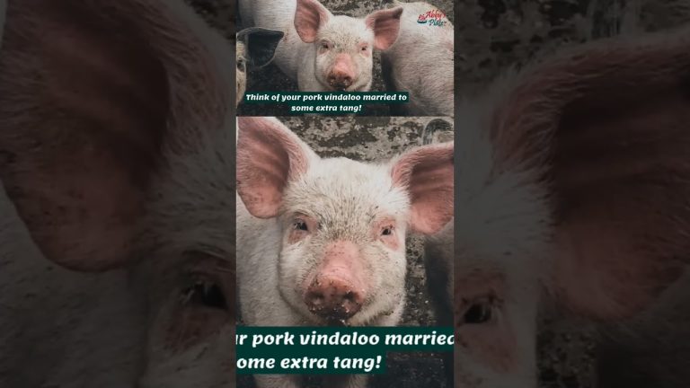 Pork Sambari that the piggy in you will love. #food #recipe #cooking #homemade #eastindianrecipes