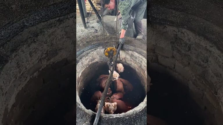 #chef #porkhock #cooking #pork