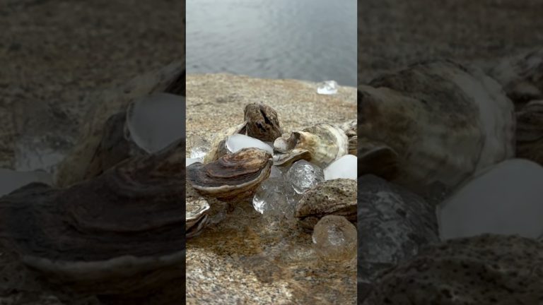 Oysters by the Bay #oysters #shorts #seafood #bowersbeach #delawarebeaches #chesapeakebay #recipe