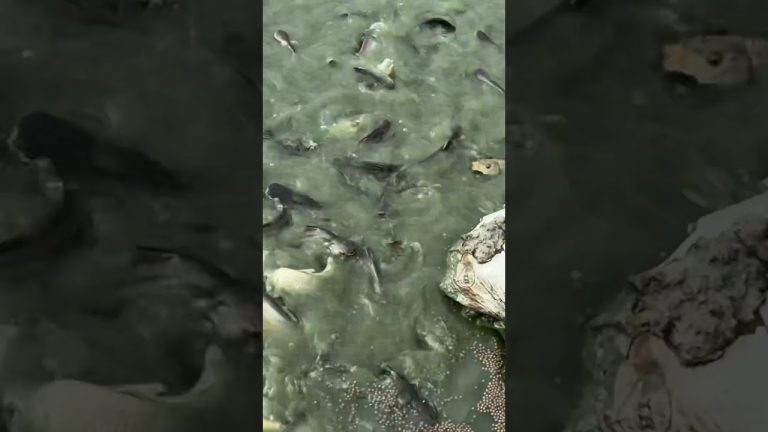 #seafood #fishingvideo #fishing #amazingfisher #fish #seafoodrecipes #video #fishng #vlog