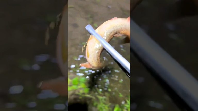 catch fish #fishing #fishrecipes #grilledfish #seafoodrecipes #fishing #fish #fishingvideo #fishfry