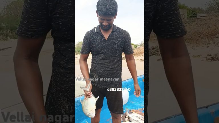 paarai meen #fishing #tnfishermen #seafood #fisherman #fish #fishermans #seafoodrecipes #fishermens