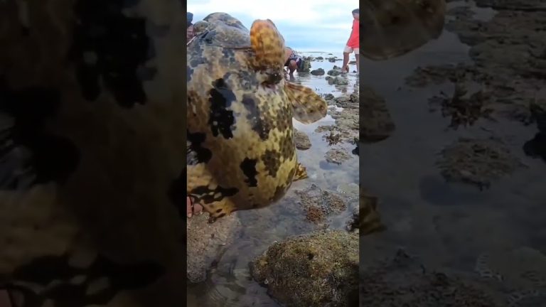 ANG LAKI #sea #seafood #fish #seafoodrecipes #nature #seafoods #food