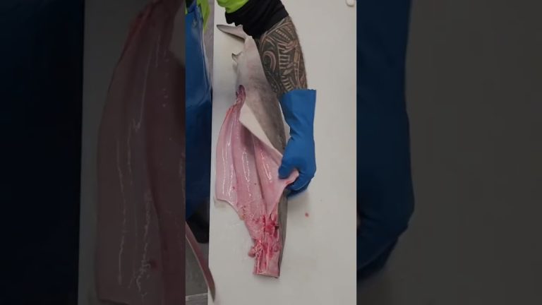 #tiktok #seafood #fishing #bigtuna #fish #tunafish #seafoodrecipes  #japan  #shorts