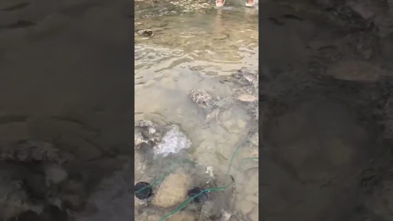 DAMING ISDA NGAYON #sea #seafood #fish #seafoodrecipes #nature #seafoods #food