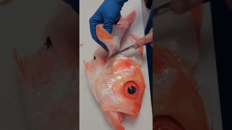How To CutFish 🐟🔪🐟 #CookingTutorials #ChefLife #SeafoodRecipes #HowToCutFish #KnifeSkills #Cooking