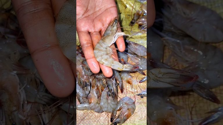 চিংড়ি অনেক পছন্দের 😍 #shorts #youtubeshorts #shortsvideo