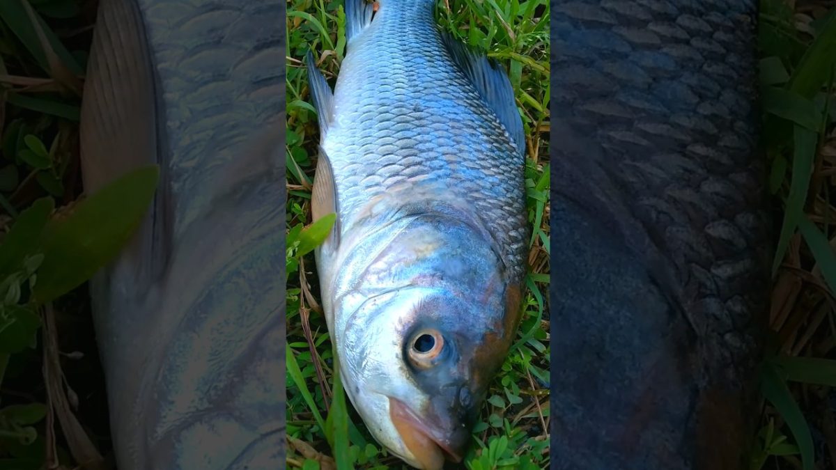Fish Fry in Tawa Katla fish fry recipe village #shortvideo #shorts