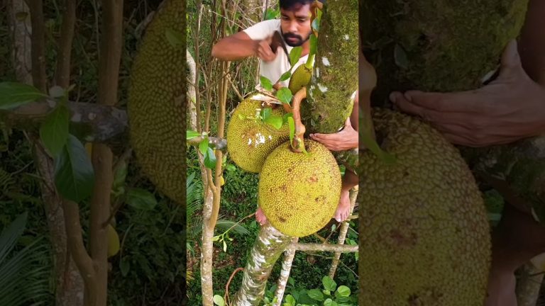 කොස් කොත්තු Traditional Sri Lankan Kos Kottu | Chicken Jackfruit Kottu Recipe