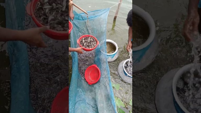 #fishing #catshfish #seafood #fishcl #fish #catfishfish #carp #seafoodrecipes #carpfishing #catfish