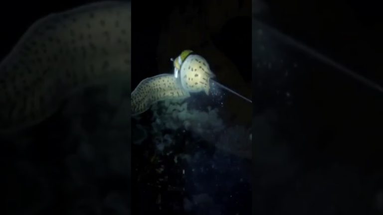 Eel #fishing #seafood #spearo #fish #spearfish #fishseafood #spearolife #carpfishing #seafoodrecipes