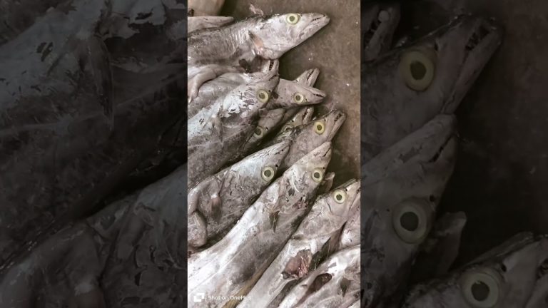 #seafood #fishing #fishcuting #fish #food #fiscutting #fishseafood #fishcutting #seafoodrecipes