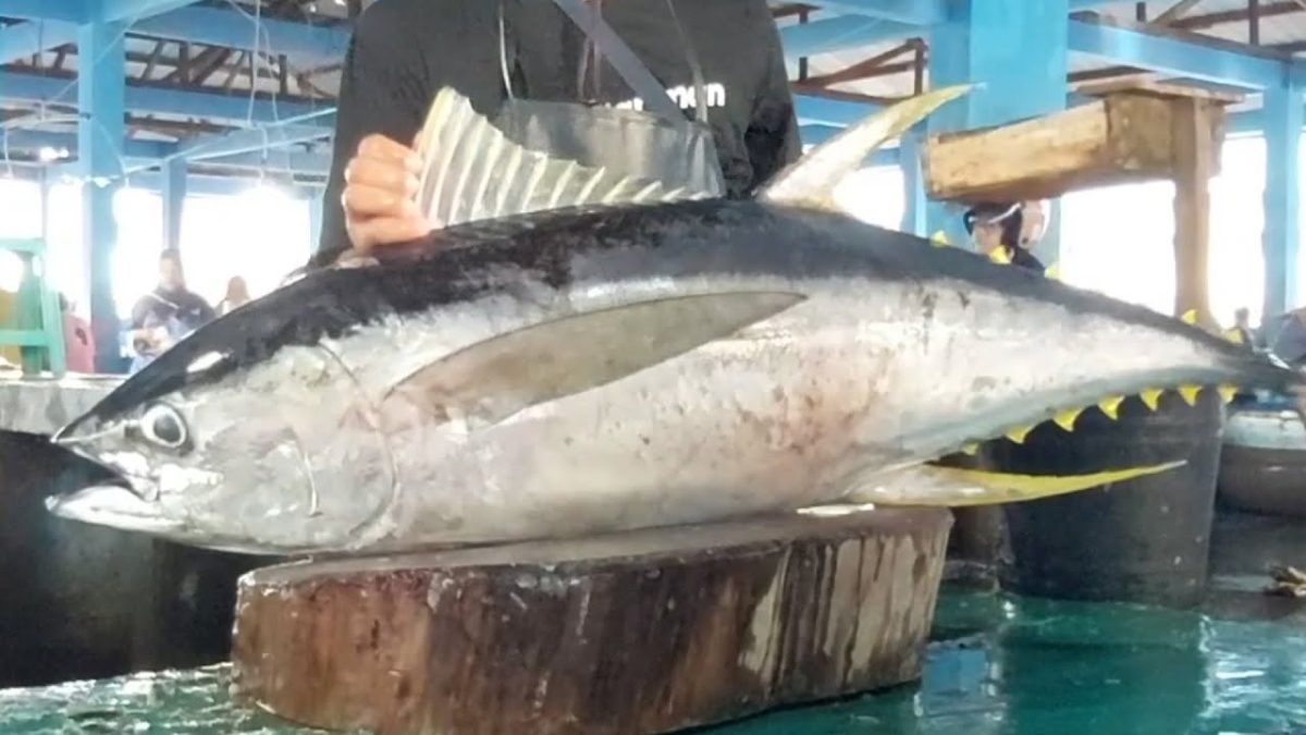 Second live 23 Aug 24 ‼️🔥 Cutting fresh yellowfin tuna by skilled hands at Sorong Fish Market