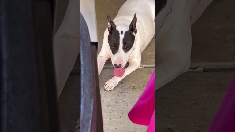 Easy and Delicious. #fajitas #shrimp #griddlecooking #mexicanfood #bbq #grilling