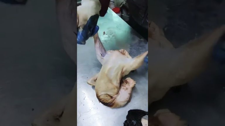 Unbelievably Delicious Chicken Recipes That Will Change Dinner Forever! 🐔✨