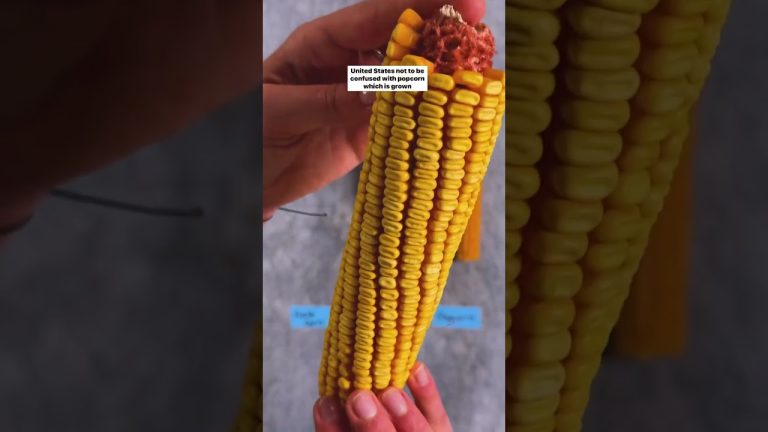 3 Types of Corn