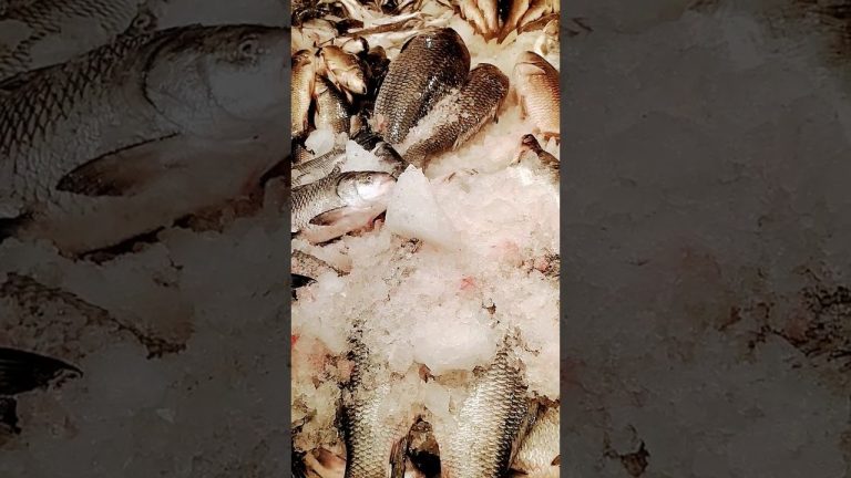 Shorts#seafood #fishing #fish #fiscutting #seafoodrecipes# #fishcuttin #food viral video