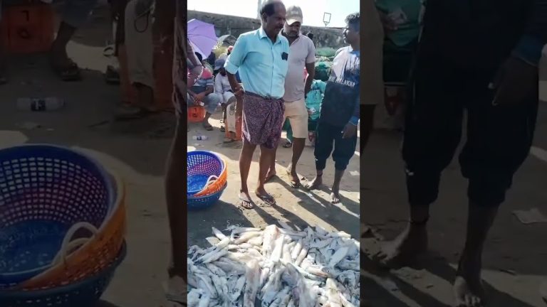 ഓലക്കണവ മീൻ#tvm 🐙 #tvm #share #seafood #keralastyleporkvarattiyathu #fishing #seafoodrecipes #sea 🐠🐟