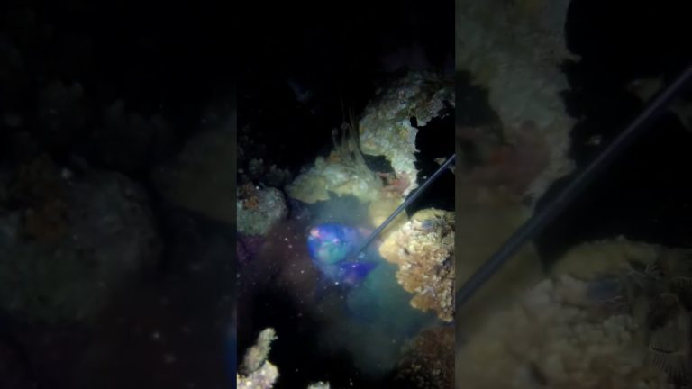 Violet molmol #spearo #spearolife #fish #shark #spearfish #seafoodrecipes #spearow #seafood