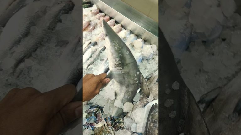 Baby Shark #farmer #gulbargastars #love #agriculture #seafood #fishcuting  #seafoodrecipes #kannada