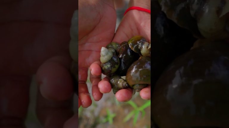 Culinary Delights: Seafood Recipes with Common Garden Snails