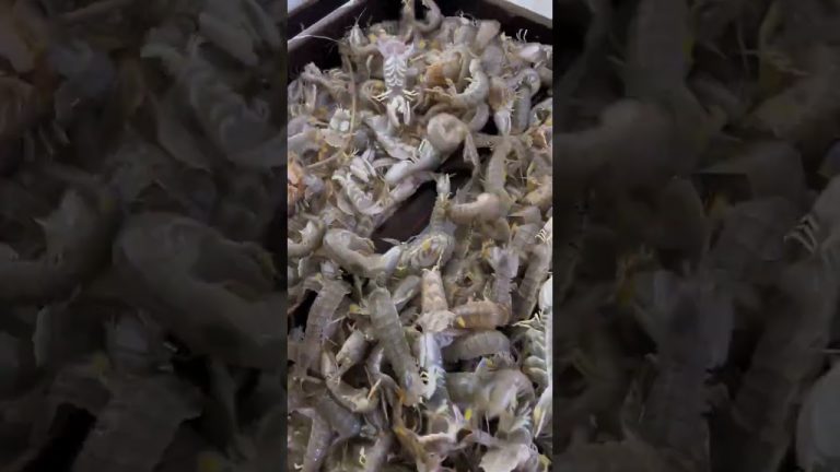 Delicious prawns should be eaten if you are fresh. #seafood #cheflifeamazing #seafoodrecipes