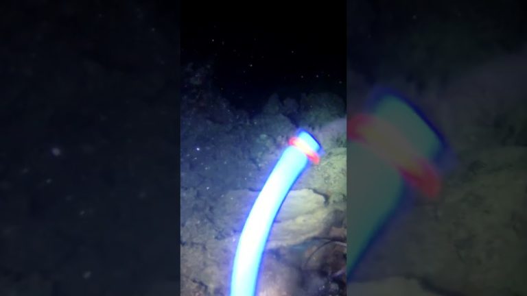 #fishing #spearo #seafood #spearfishing #fish #food #spearolife #seafoodrecipes #spearow