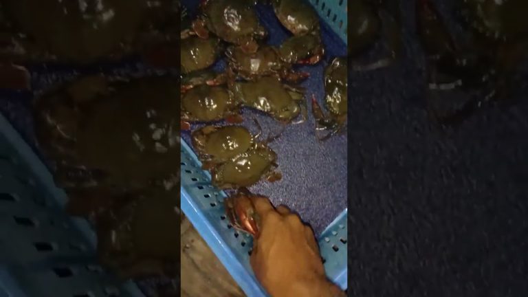 কাঁকড়া বিক্রি করার জন্য সাজানো হচ্ছে #fishing #seafood #fish #food #seafoodrecipes #funny