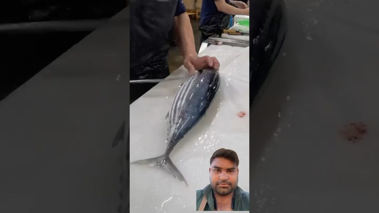 #tuna #fish #fishing #sushi #food #chickendumbiriyanirecipe #chickenrecipes #cooking #recipe