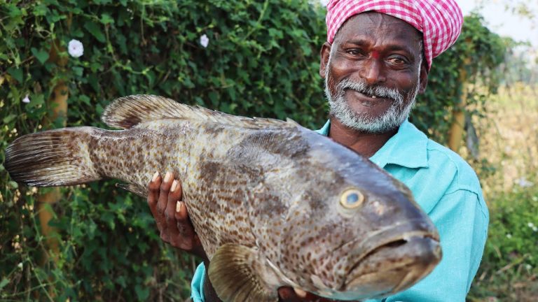 10kg Amazing Hamour Fish Recipe || Hamour Fish Curry || Ranganayakamma Kitchen