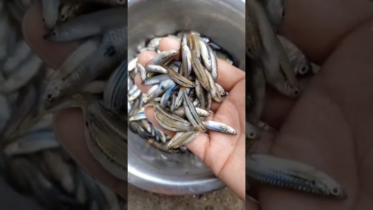 Fish recipe #shorts #fish #ytshorts #youtubeshorts