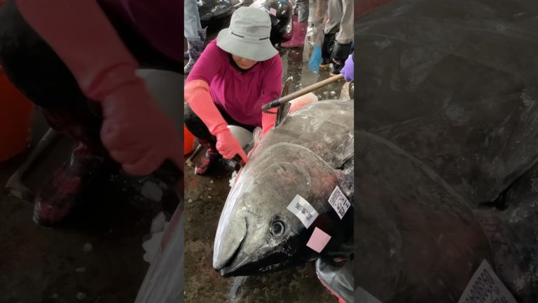 Giant! Huge Tuna Cutting Preparation #food #seafood #tuna #taiwan