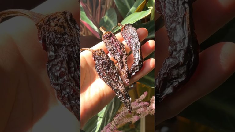 Making my own chipotles was definitely worth it