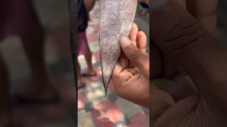 సోలే చేప చూసారా ఎప్పుడైనా? 😅