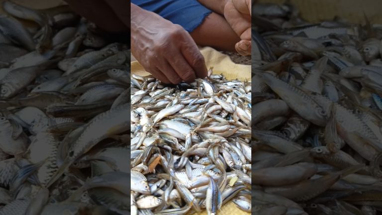 Our village life 😀 mini fish cooking #food #asmr #recipe #cooking