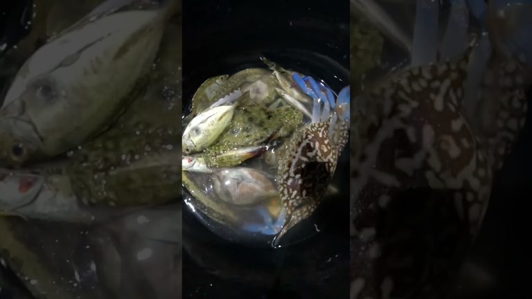 CATCH AND COOK #fishing #freshfromthesea #seafood #food #freshseafoods #fish #seafoodrecipes