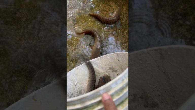 🐟🐟🐟🐟#cooking #fishing #fishingvideo #fishfry #homelymeals #seafood #seefishing #foodie