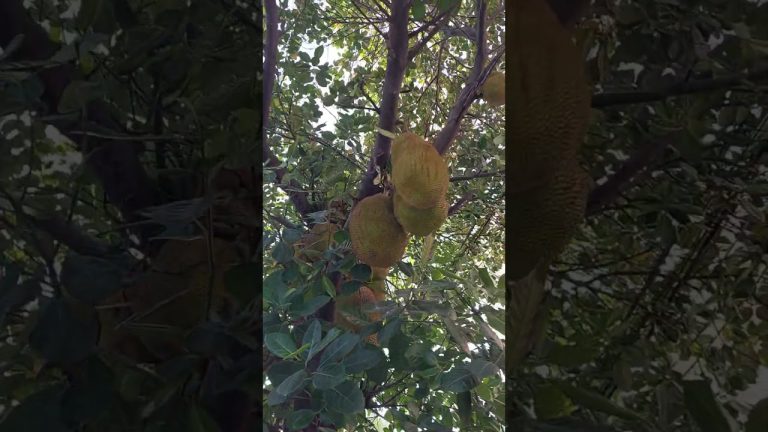 Super fruits #food #survival #streetfood #seafoodrecipes