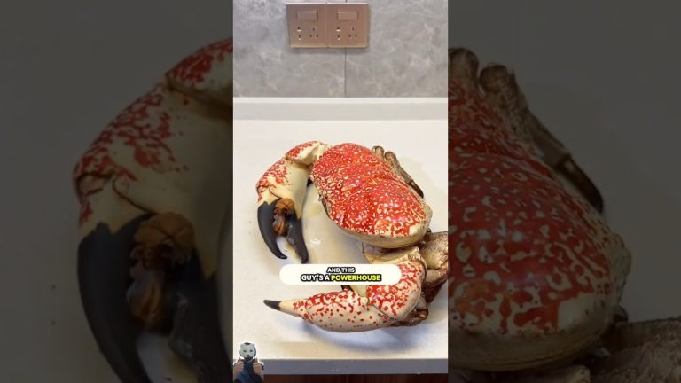 Meet the real King Crab – Tasmanian style! Big, bold, and delicious! 🦀✨