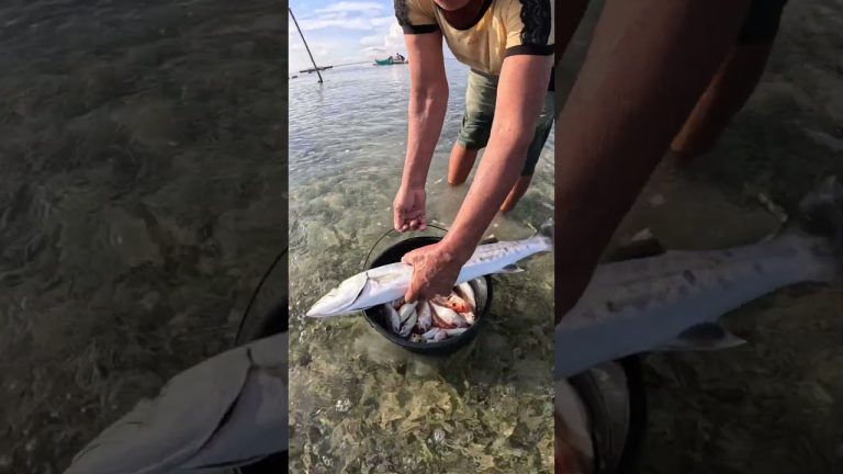 FISH 🐠🐠 #freshfromthesea #freshseafoods #fish #cooking #seafood #seafoodrecipes