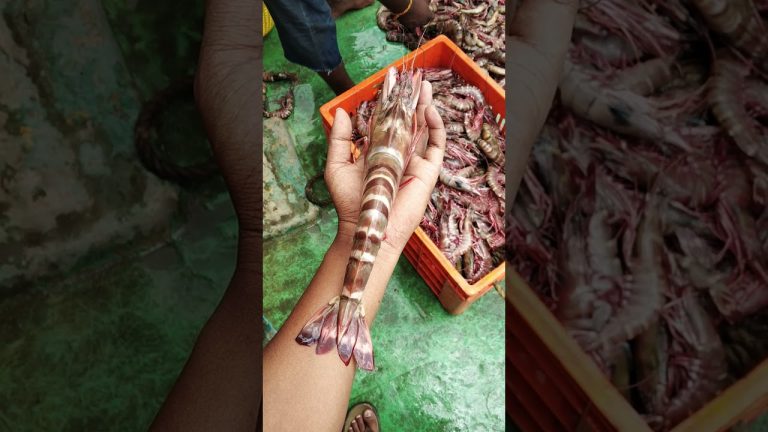 Tiger prawns 🦐#shorts #prawns #boat